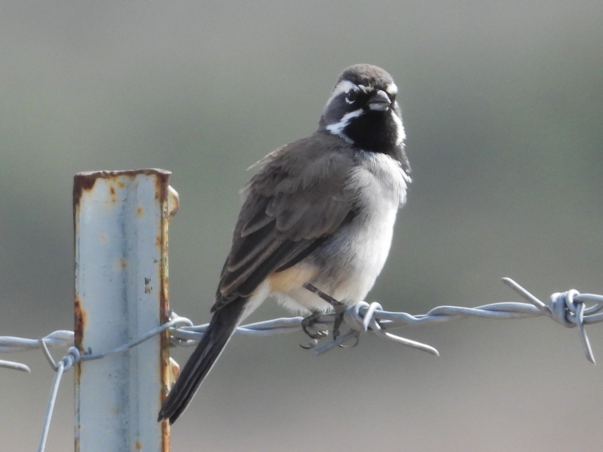 Black-throated Sparrow - ML610719666