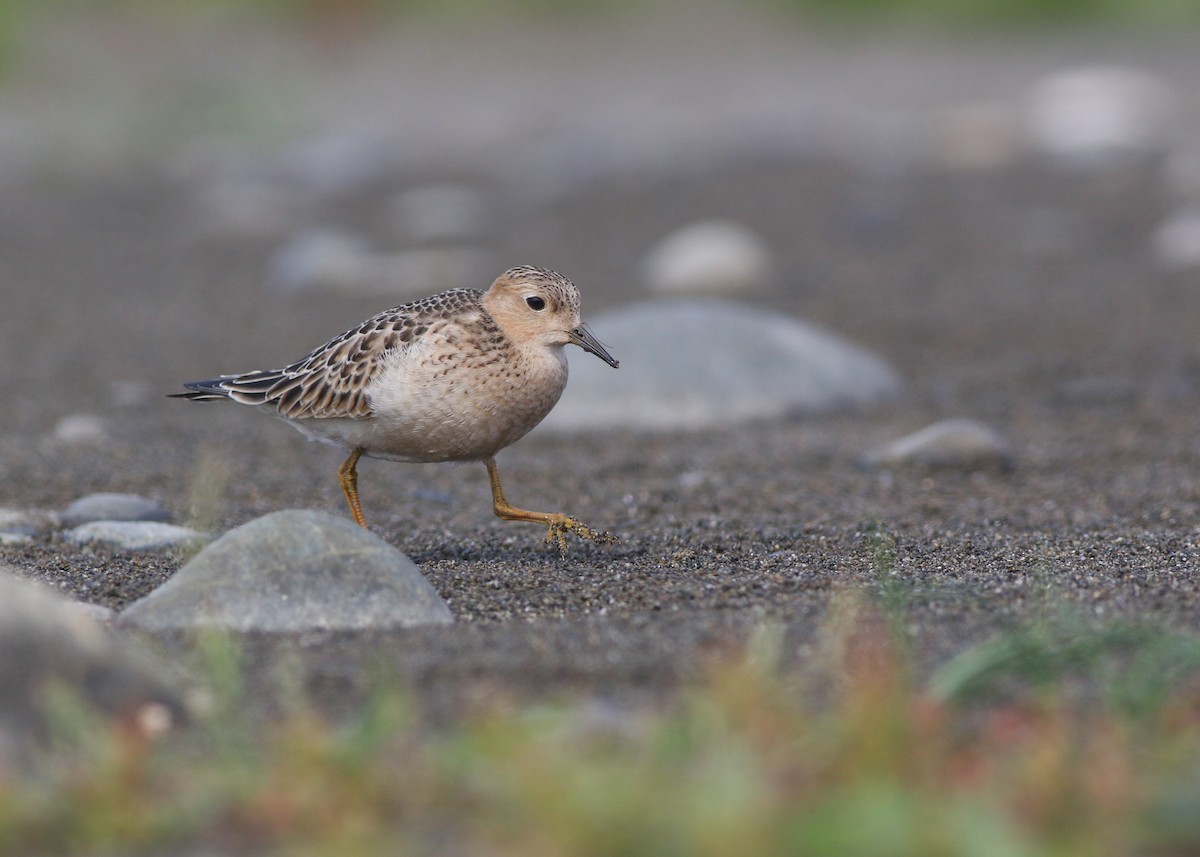 Buff-breasted Sandpiper - Zane Pickus