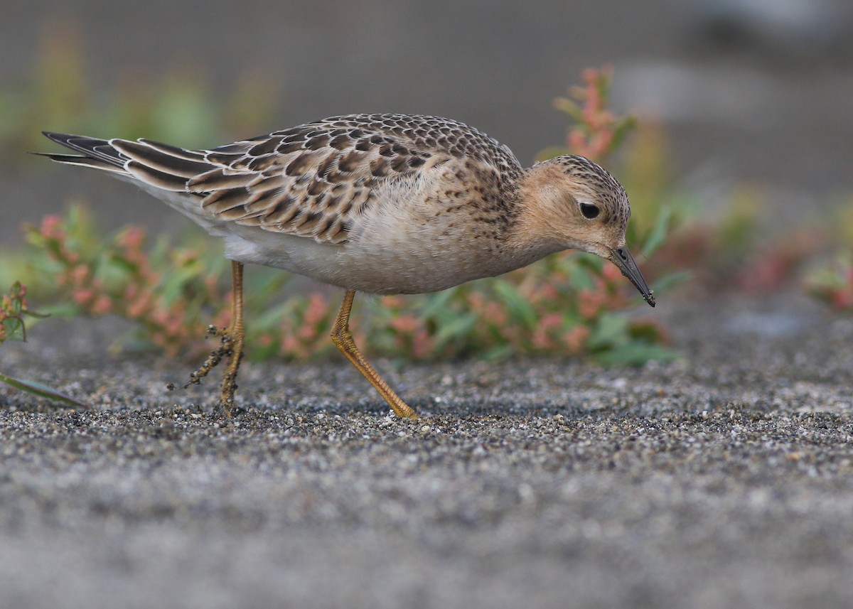 Buff-breasted Sandpiper - ML610719679