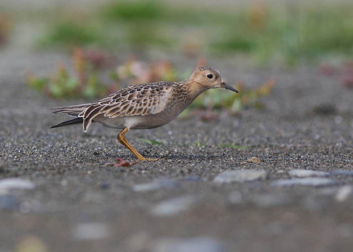 Buff-breasted Sandpiper - ML610719684