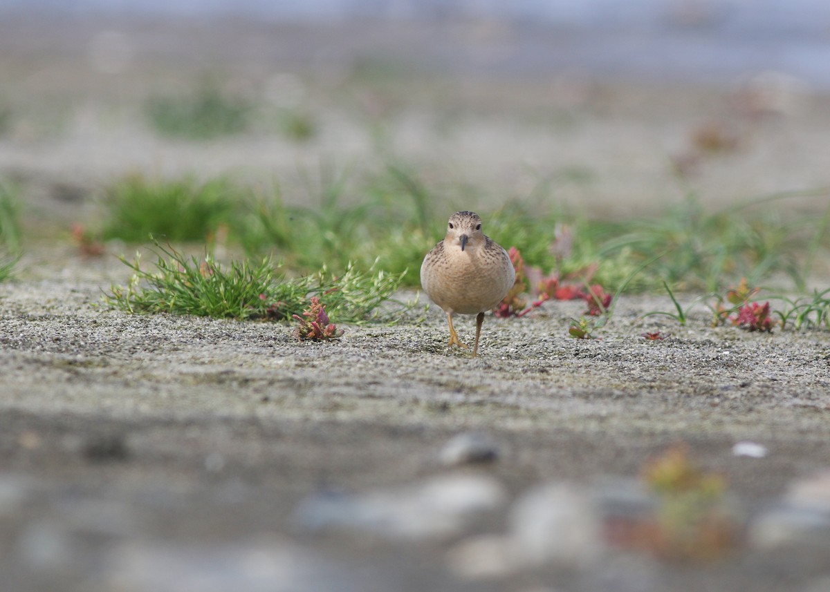 Buff-breasted Sandpiper - ML610719685