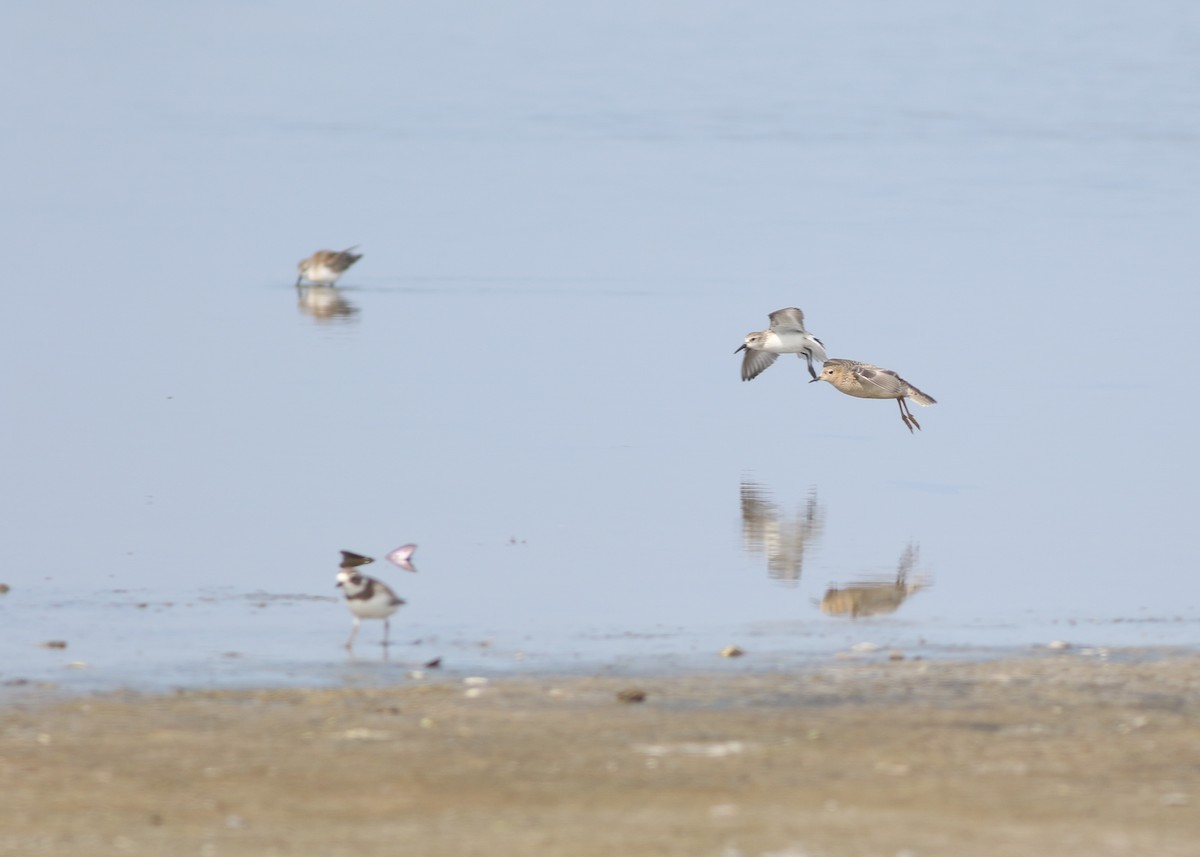 Buff-breasted Sandpiper - ML610719686