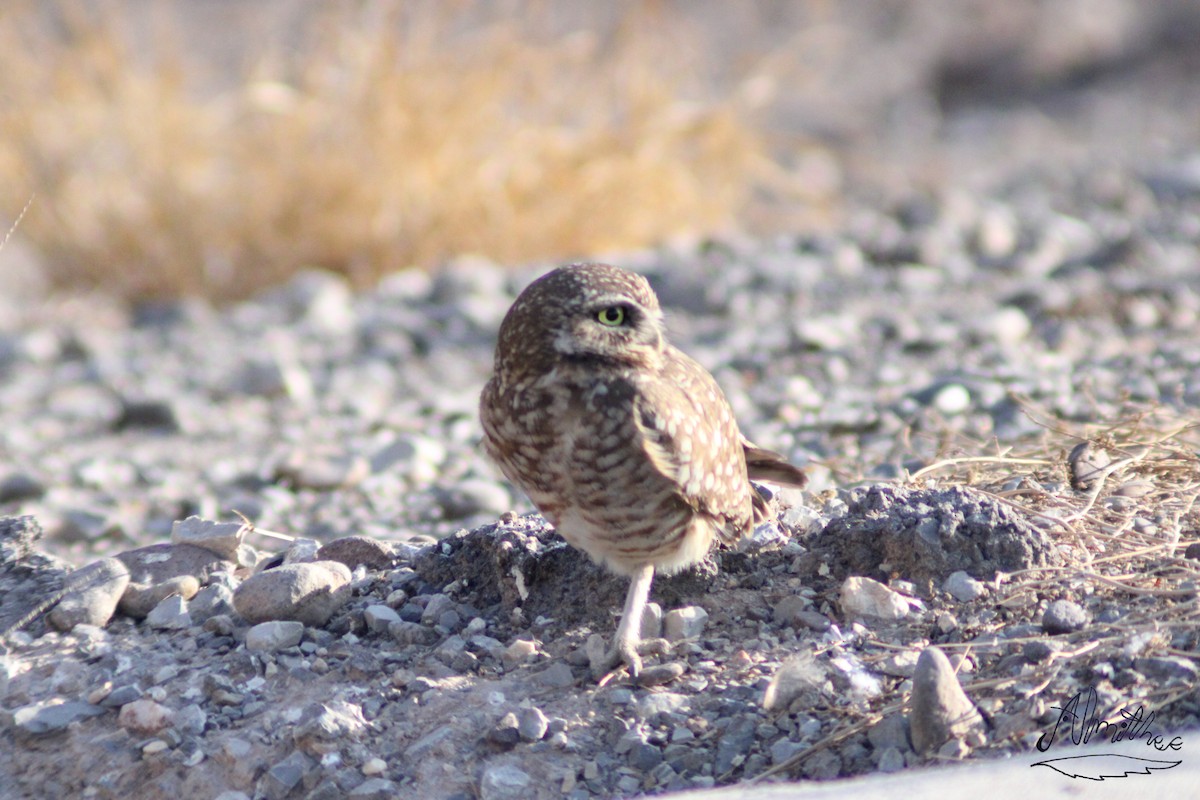 Burrowing Owl - Alexis Fernando Salazar García