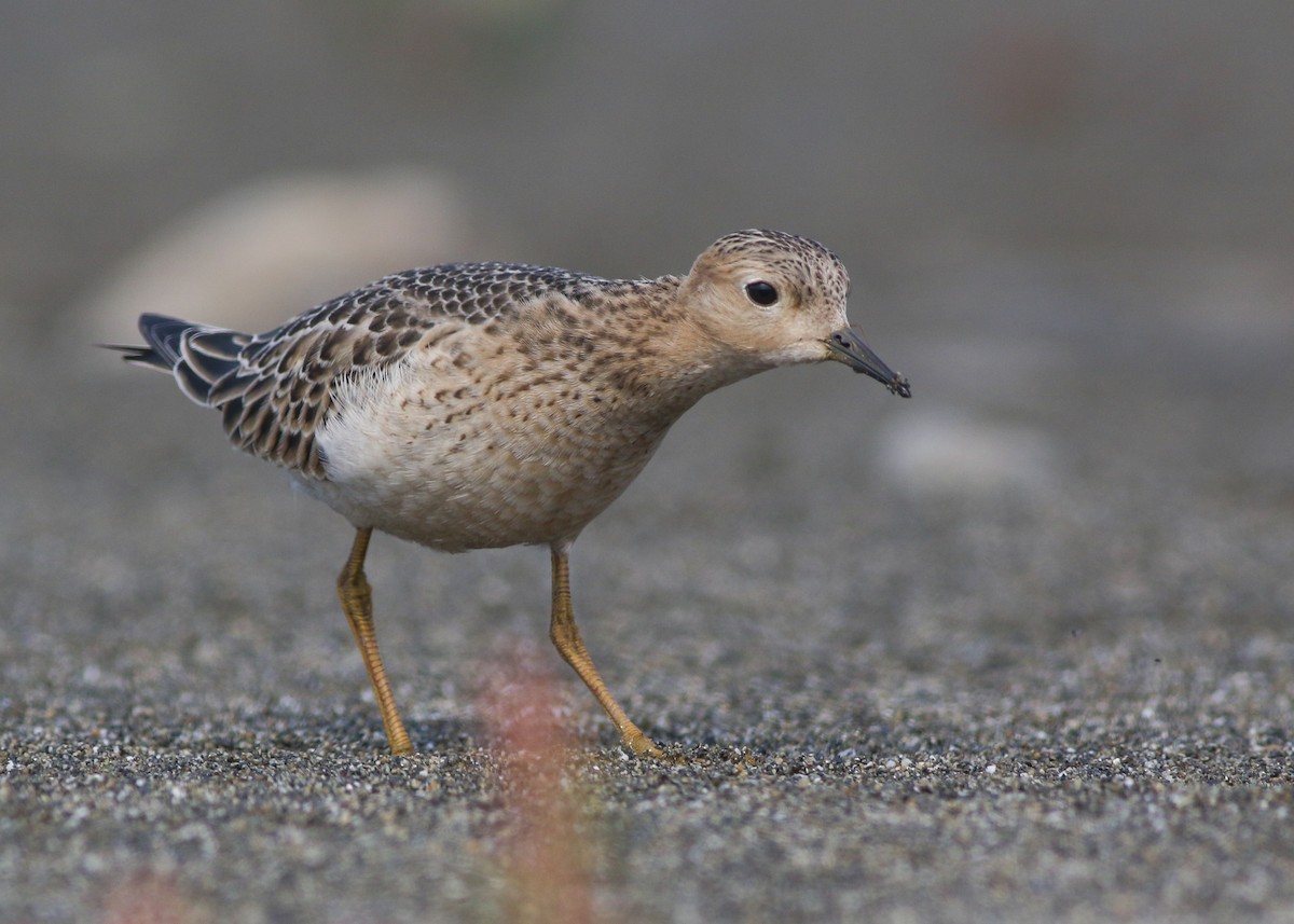 Buff-breasted Sandpiper - ML610719698