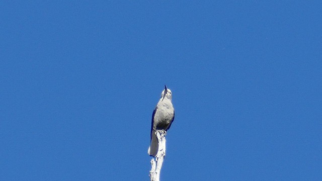 Clark's Nutcracker - ML610719738