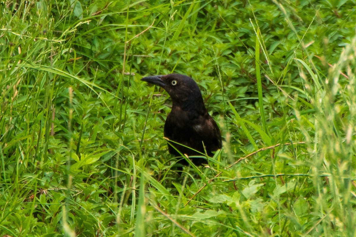Common Grackle - ML610719750