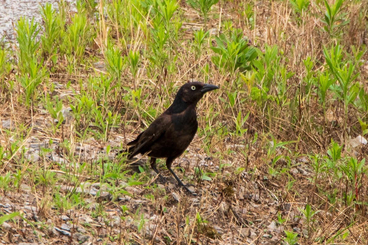 Common Grackle - ML610719751