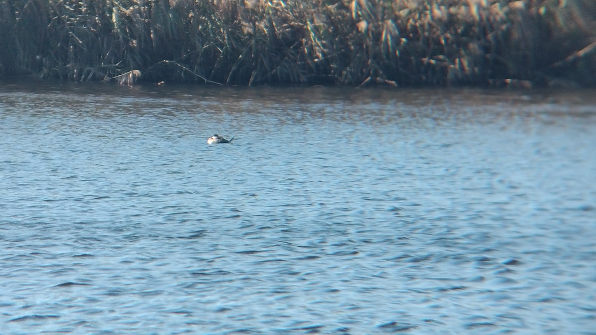 Ruddy Duck - ML610719820