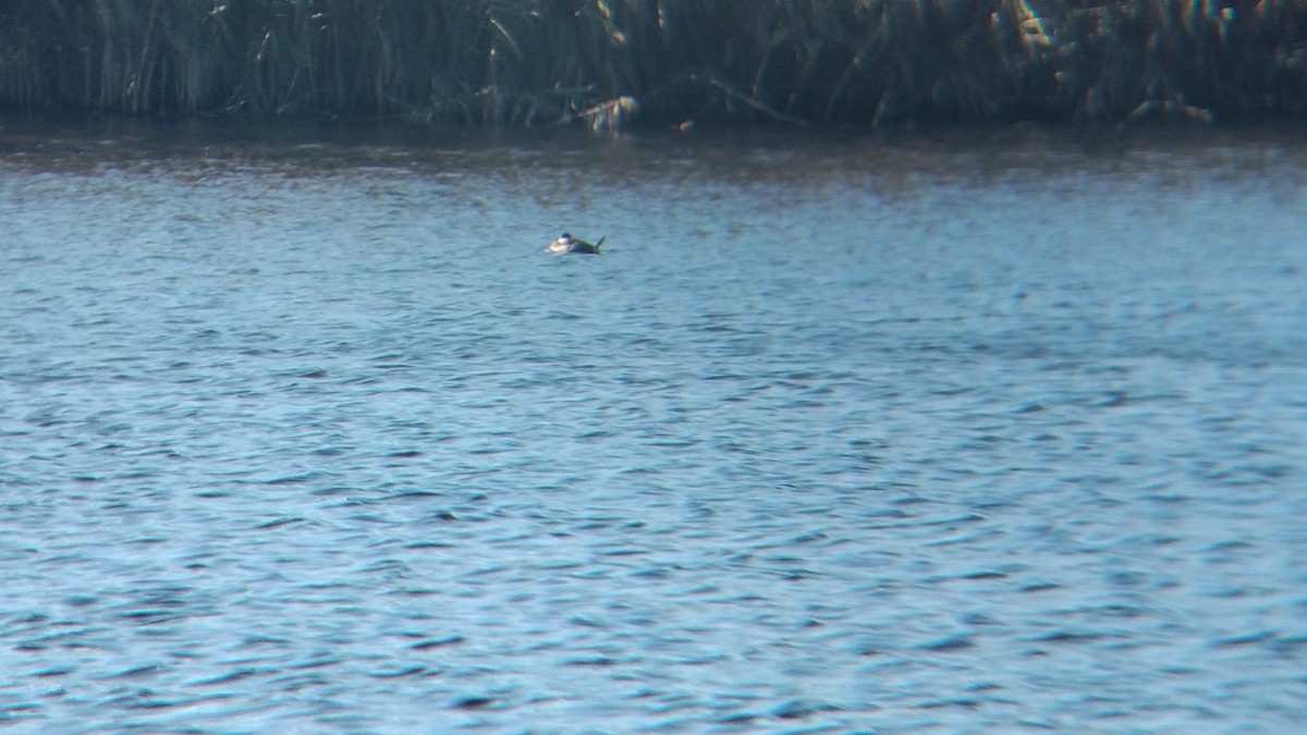 Ruddy Duck - ML610719821