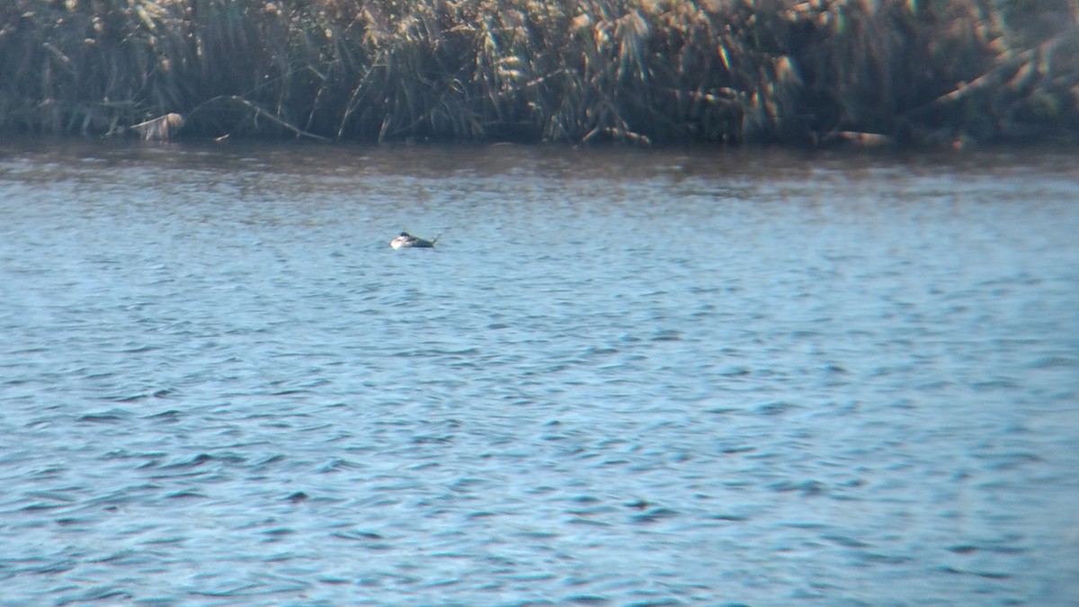 Ruddy Duck - ML610719824