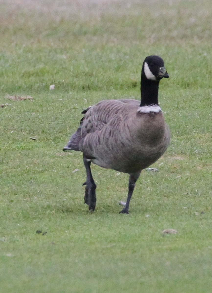 Cackling Goose - ML610719929