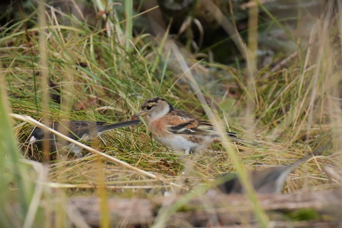 Brambling - Kelly Kirkpatrick