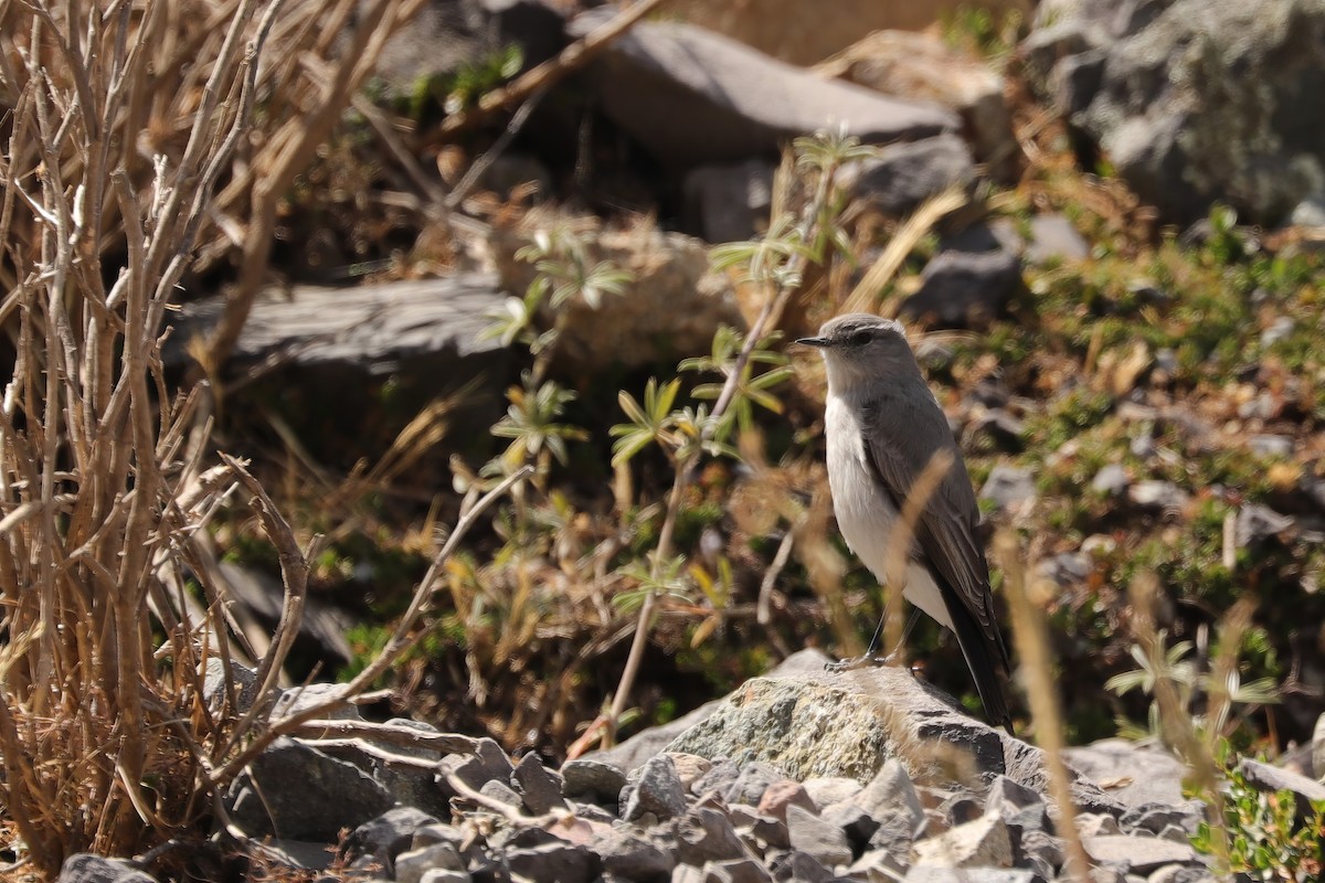 White-fronted Ground-Tyrant - ML610719940