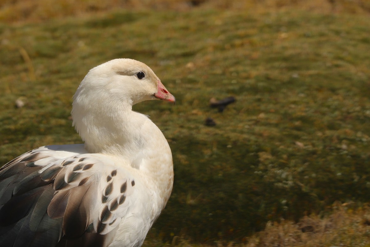 Andean Goose - ML610719941