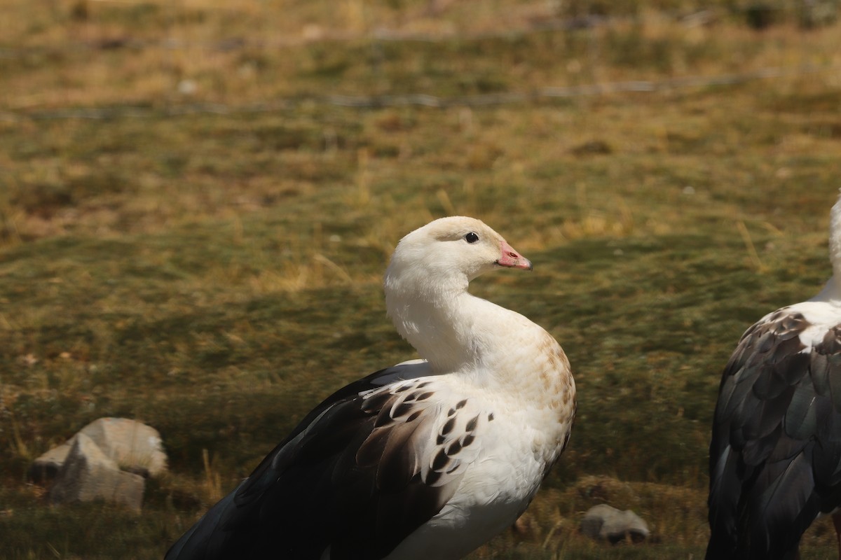 Andean Goose - ML610719942