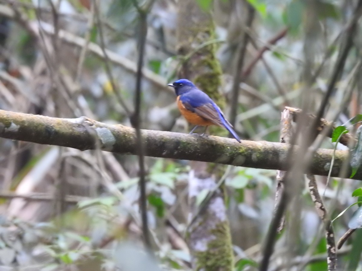 Fujian Niltava - ML610720002