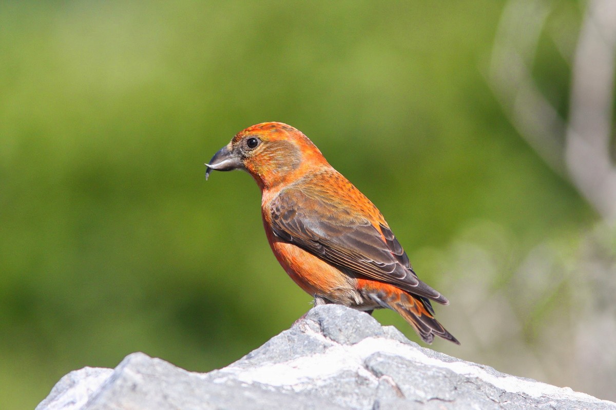 Red Crossbill (Sitka Spruce or type 10) - Sean McAllister