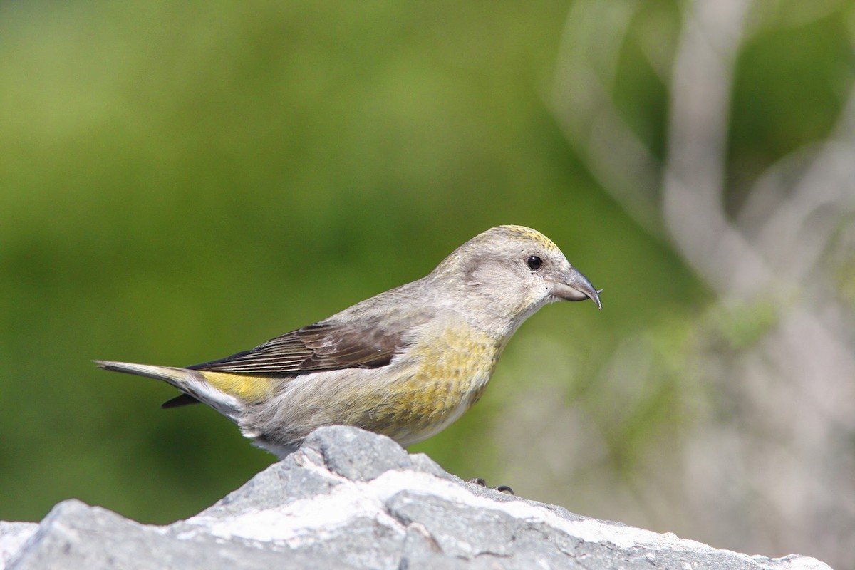 Red Crossbill (Sitka Spruce or type 10) - Sean McAllister