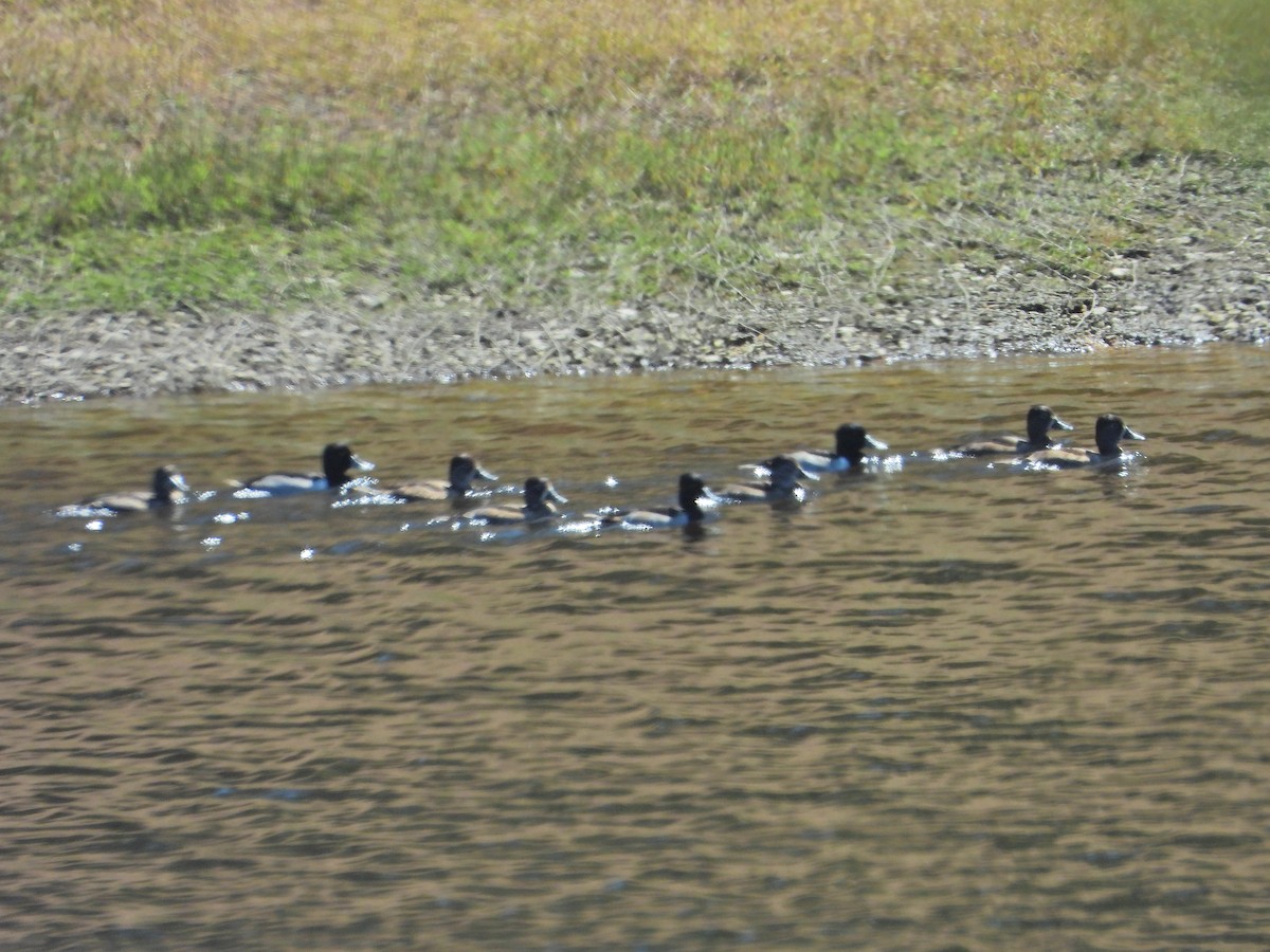 Ring-necked Duck - ML610720096