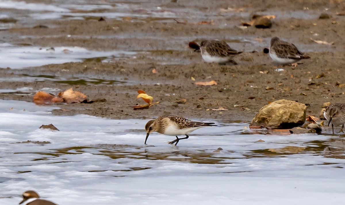 Bairdstrandläufer - ML610720102