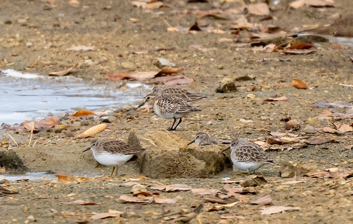 Bairdstrandläufer - ML610720104