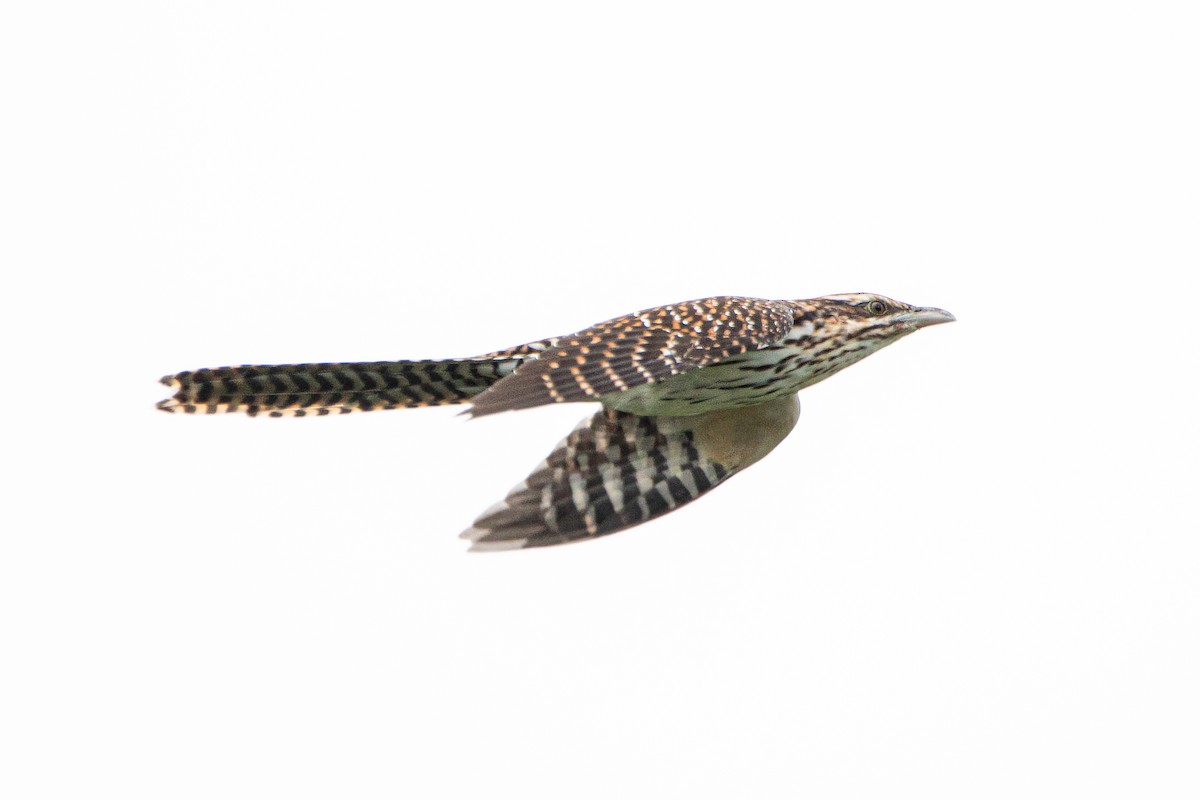 Long-tailed Koel - ML610720139