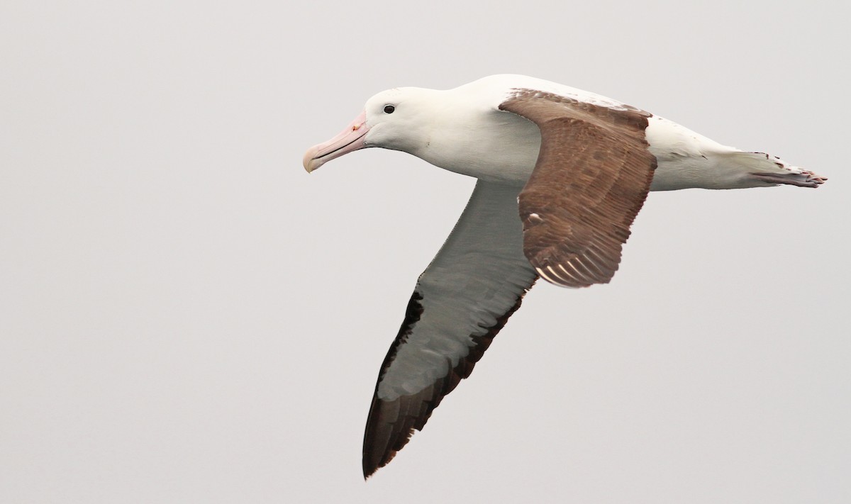 Northern Royal Albatross - Luke Seitz