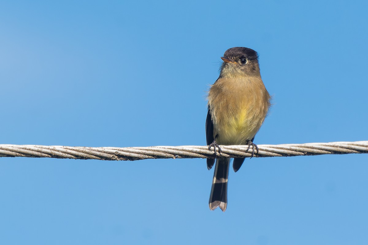 Black-capped Flycatcher - ML610720355