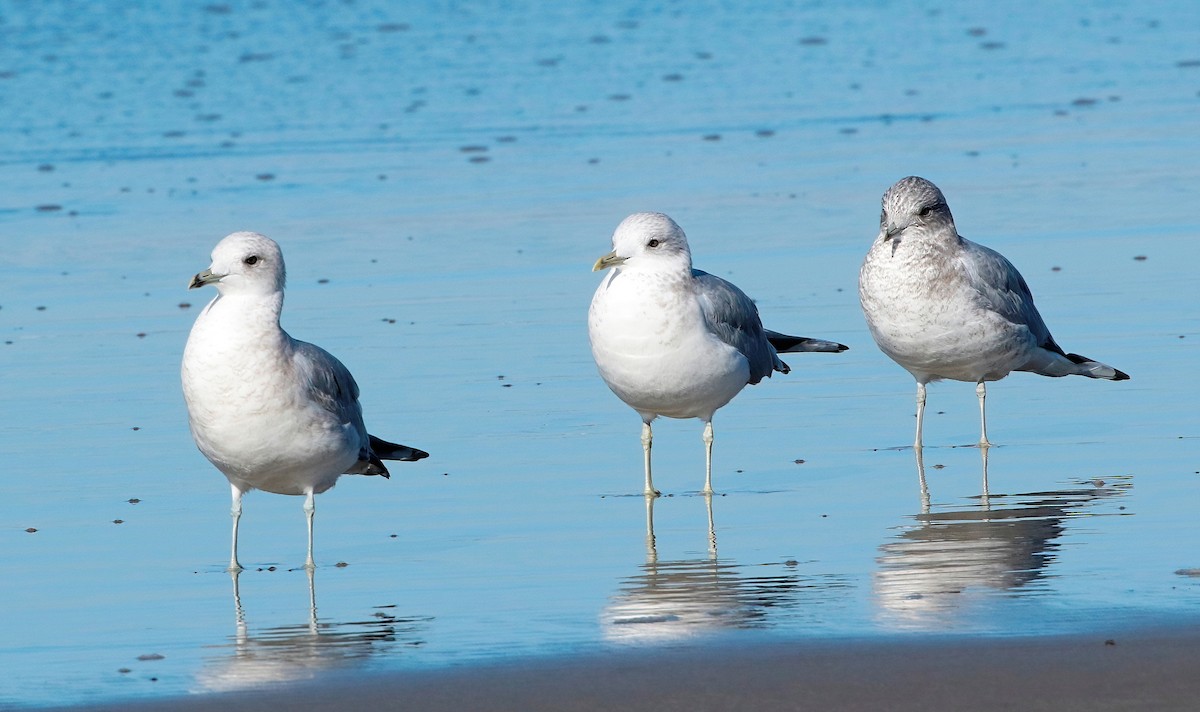 Short-billed Gull - ML610720578