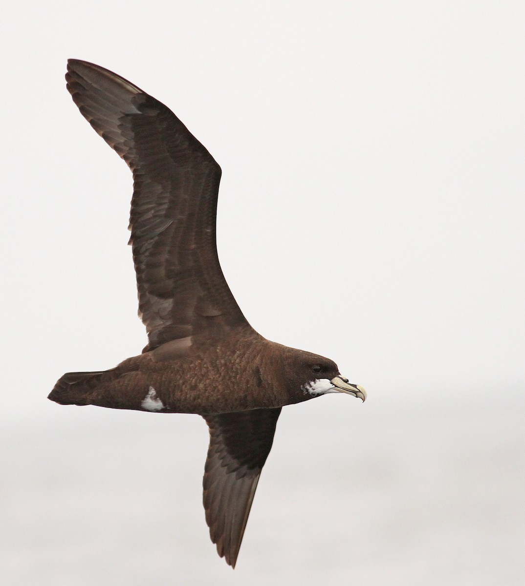 White-chinned Petrel - ML61072061