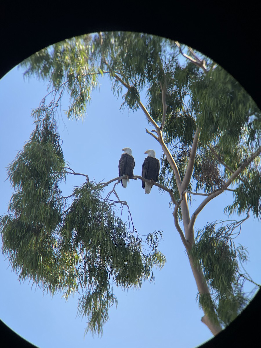 Bald Eagle - ML610720615