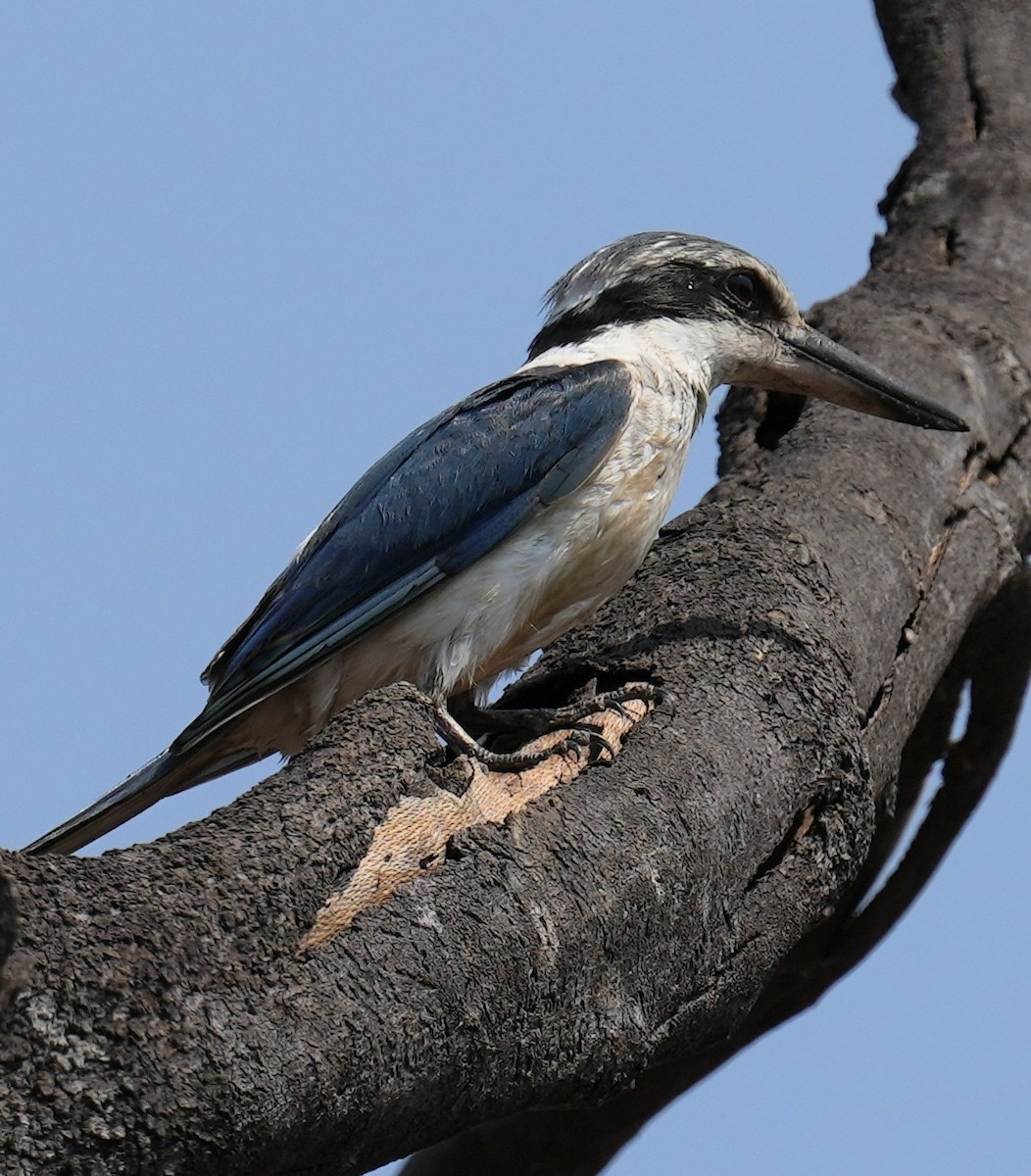 Red-backed Kingfisher - ML610720622