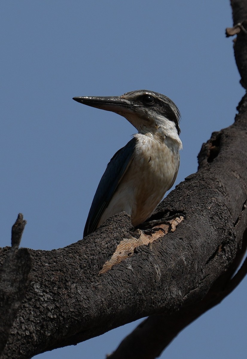 Red-backed Kingfisher - ML610720623