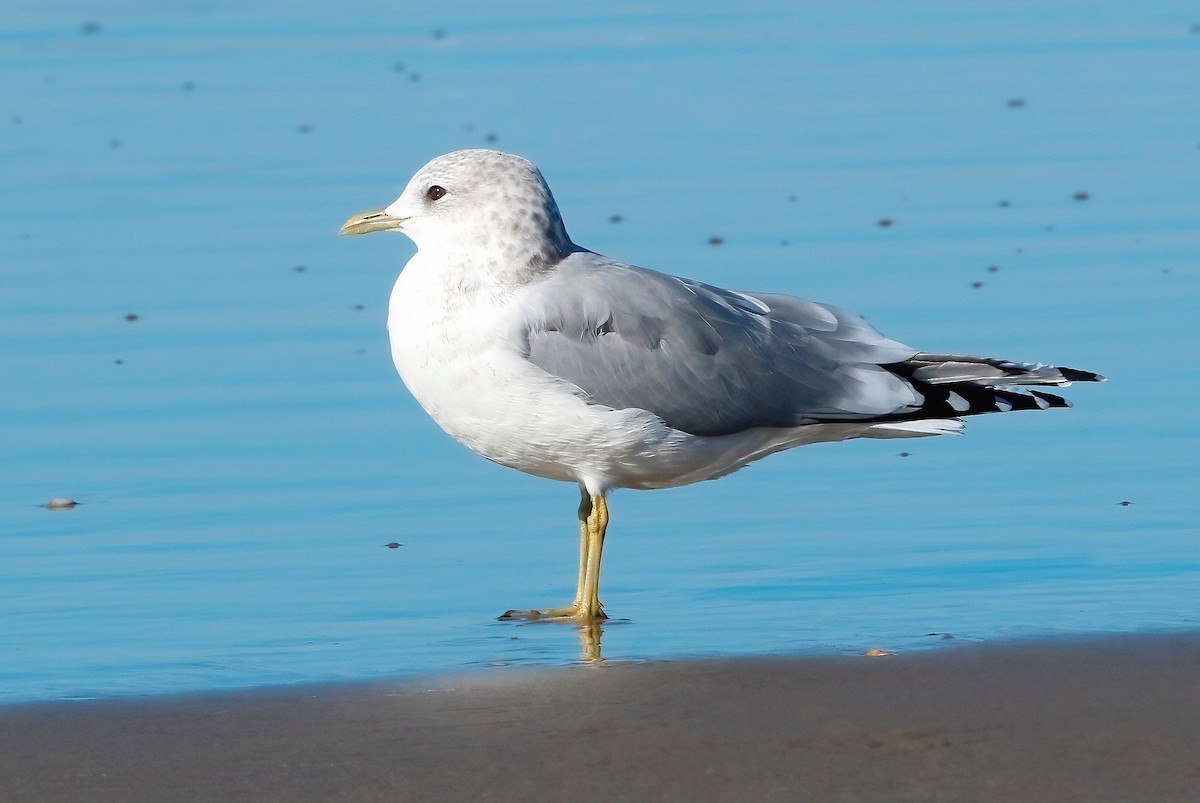 Short-billed Gull - ML610720634