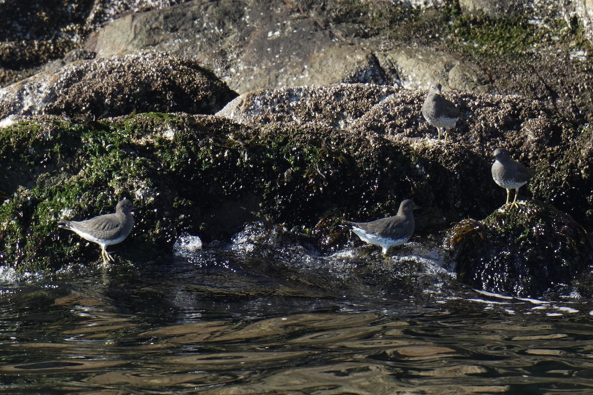 Surfbird - ML610720643