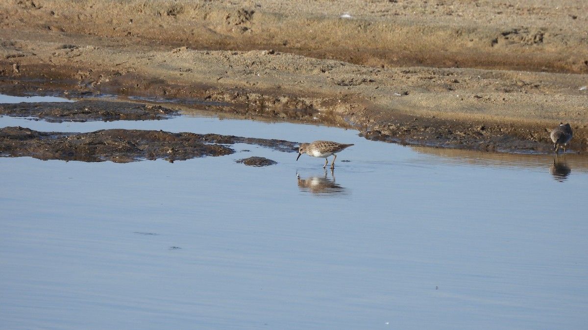 Least Sandpiper - ML610720916