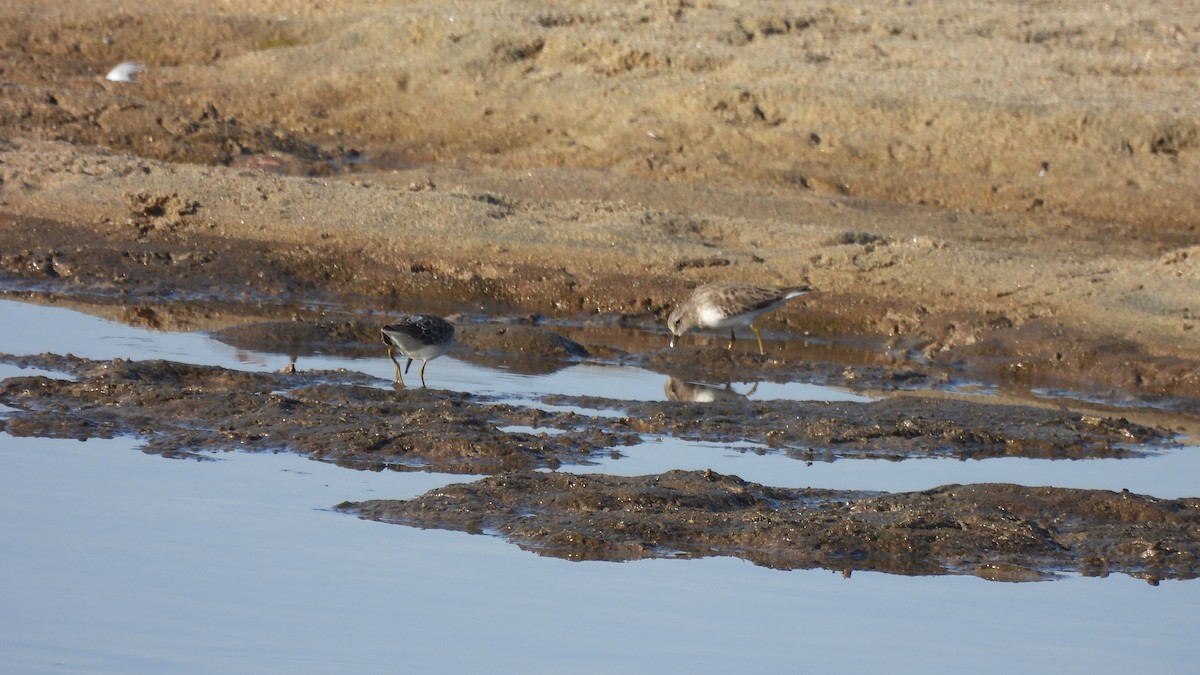 Least Sandpiper - ML610720917