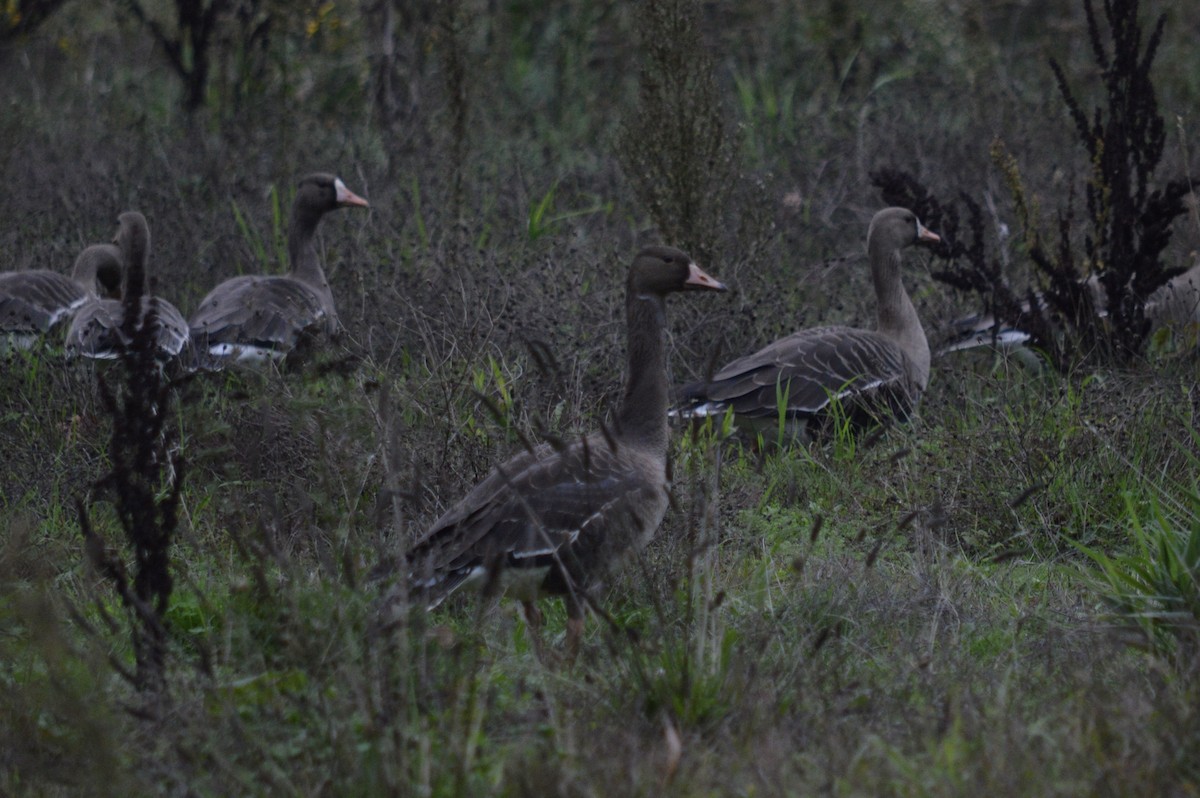 Greater White-fronted Goose (Tule) - ML610720921