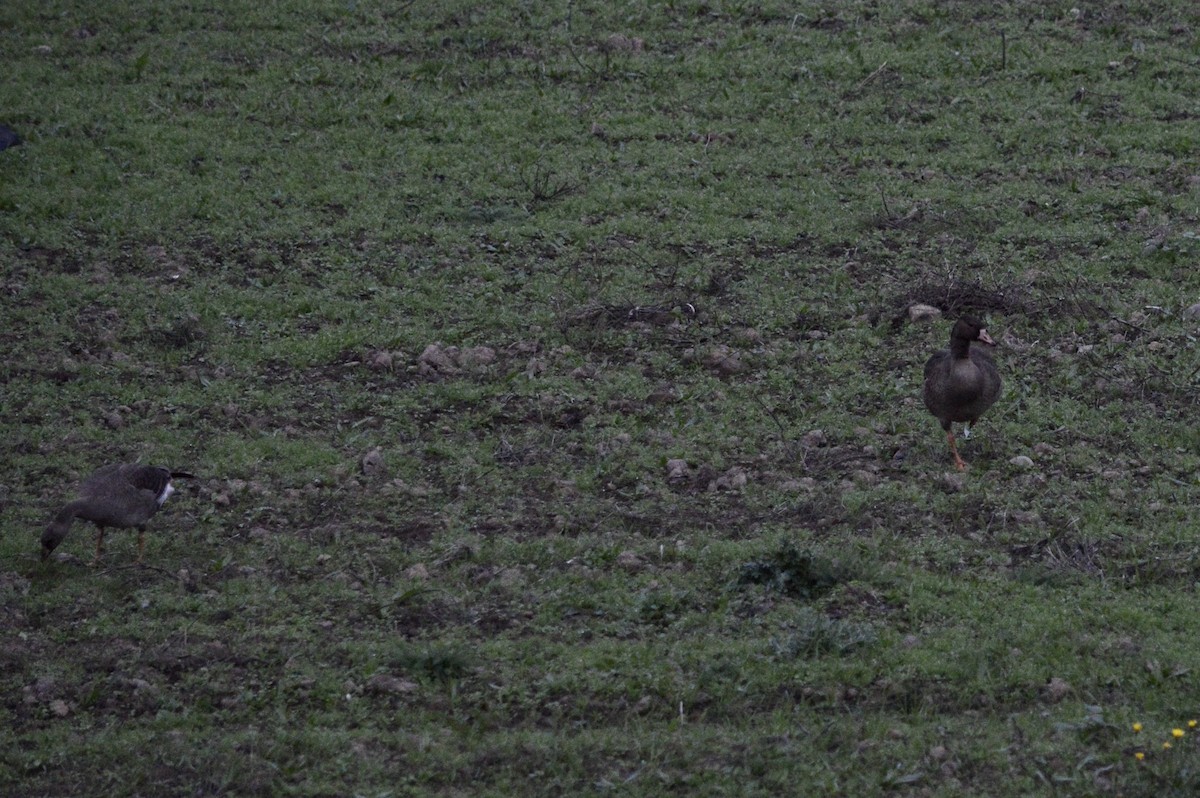 Greater White-fronted Goose (Tule) - ML610720922