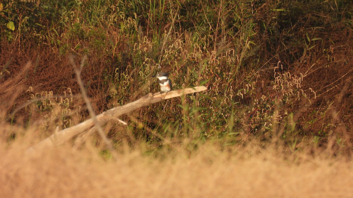 Belted Kingfisher - Karen Evans