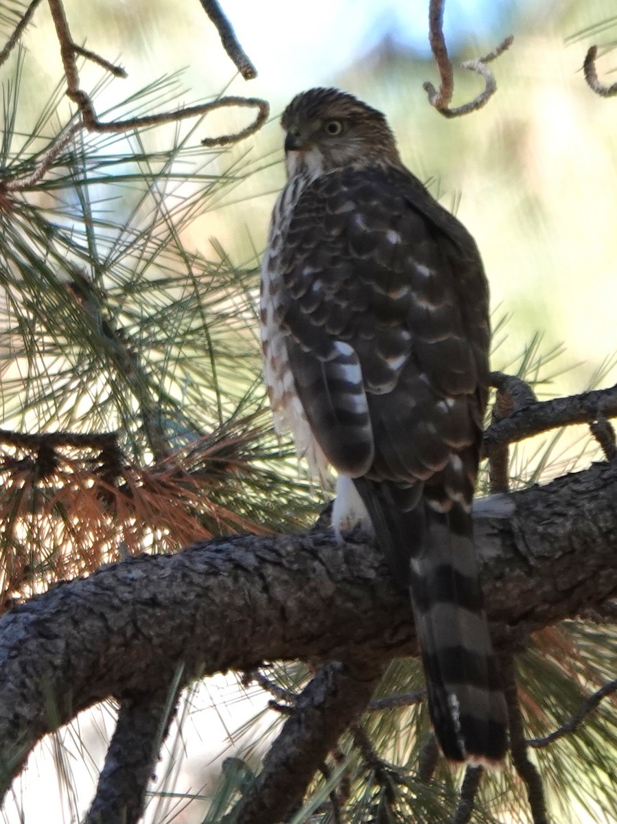 Cooper's Hawk - ML610720984