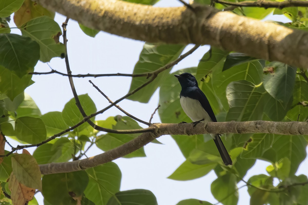 Satin Flycatcher - ML610721022