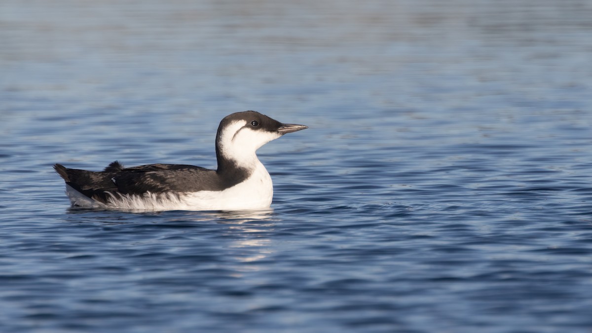 Common Murre - ML610721050