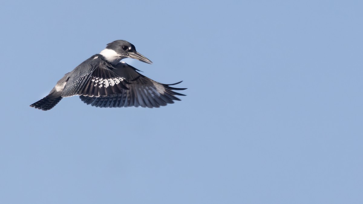 Belted Kingfisher - ML610721056