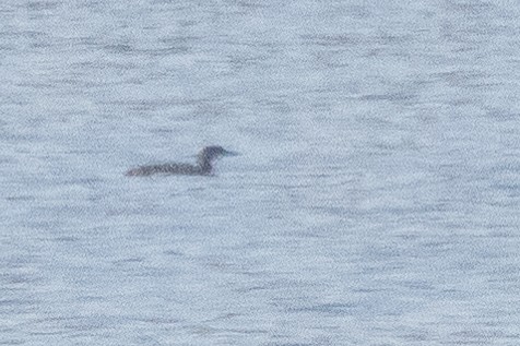 Pacific Loon - ML610721122