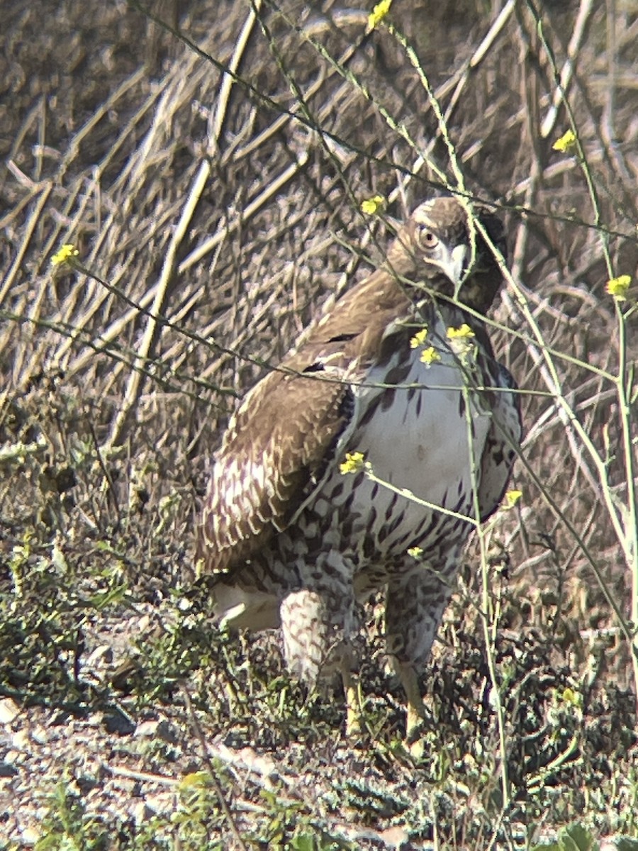 Red-tailed Hawk - ML610721140