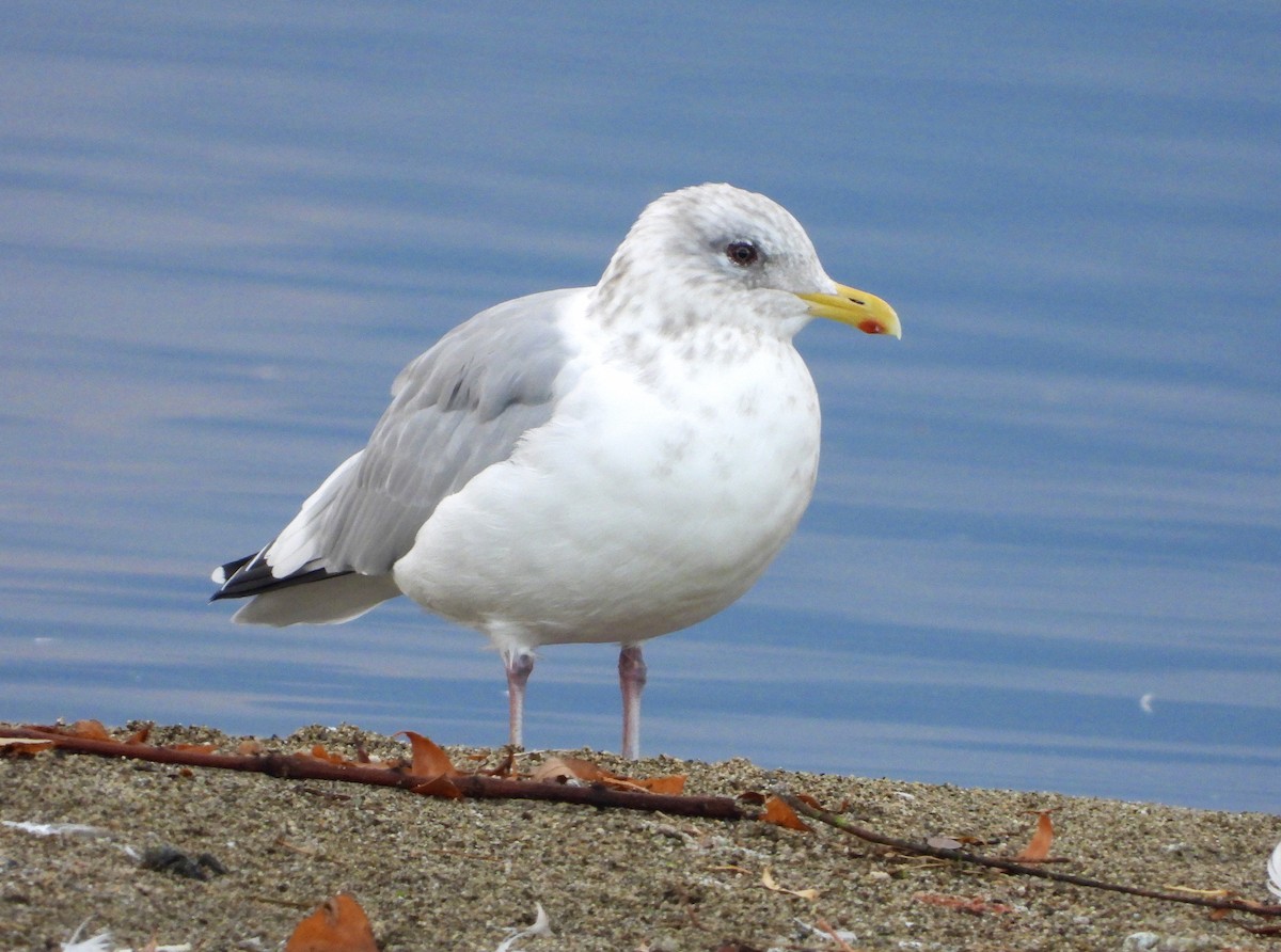 Gaviota Groenlandesa (thayeri) - ML610721148