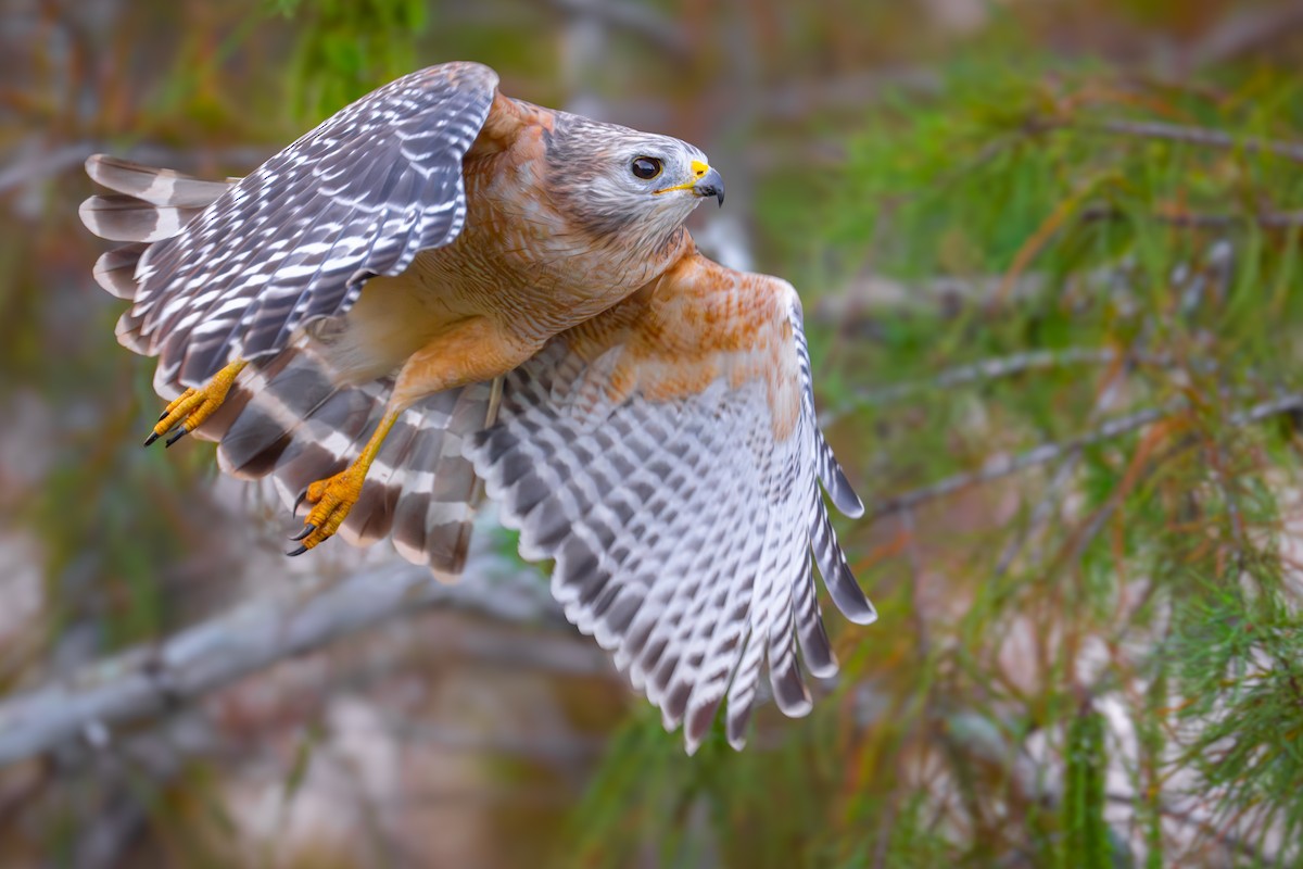 Rotschulterbussard - ML610721283