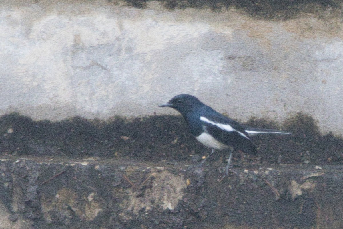 Oriental Magpie-Robin - ML610721292