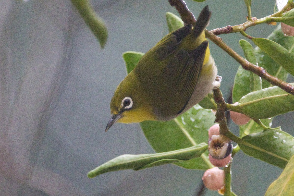 Swinhoe's White-eye - ML610721296